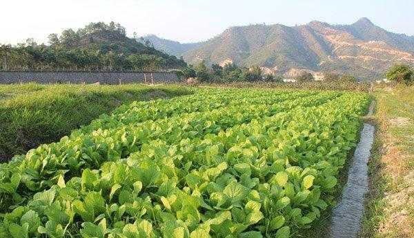 梦见偷别人家的豆子是什么意思