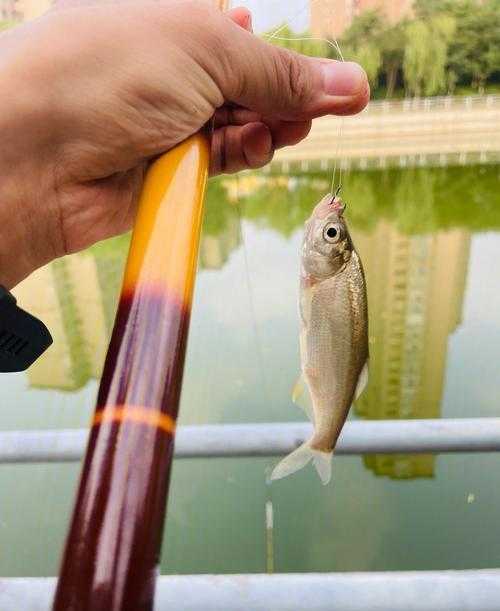 梦见好多小鱼